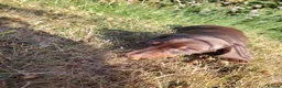 Dachshund dogs for sale: Miniature dachshunds - Advert 8