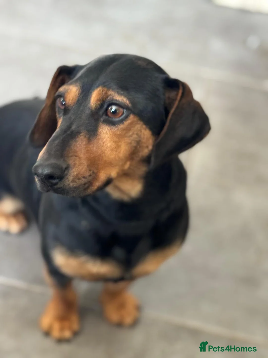 Mixed Breed dogs for adoption: SWEET Kitty Looking for LOVE - Advert 2