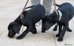 Labrador Retriever dogs for sale: Last 2 Black male labrador puppies vaccinated KC  - Advert 5