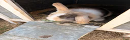 Mini Lop rabbits for sale: Gorgeous mini lop litter  - Advert 4