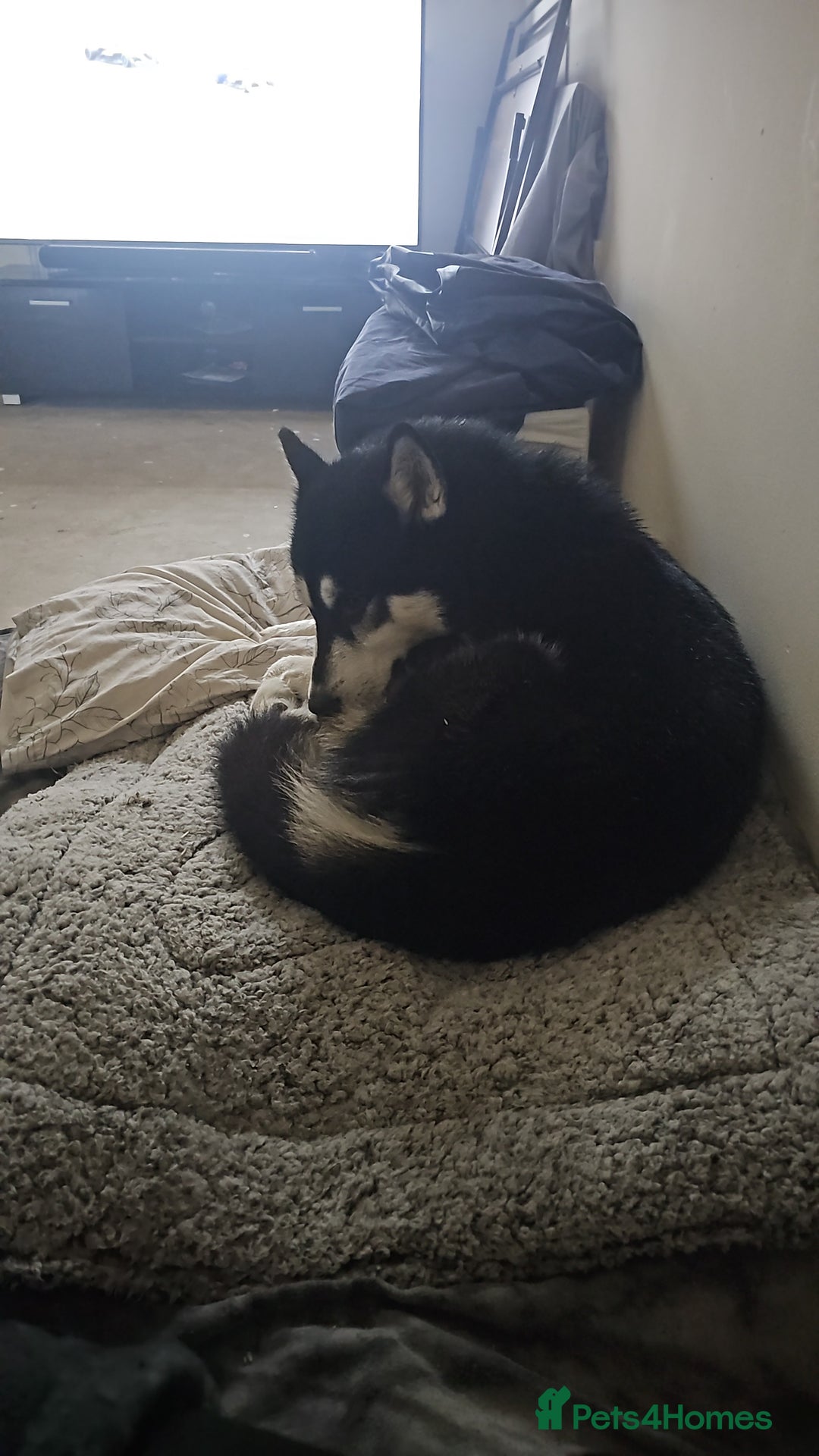 Siberian Husky dogs for sale: Husky - Advert 1