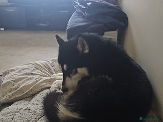 Siberian Husky dogs Husky - Advert 1