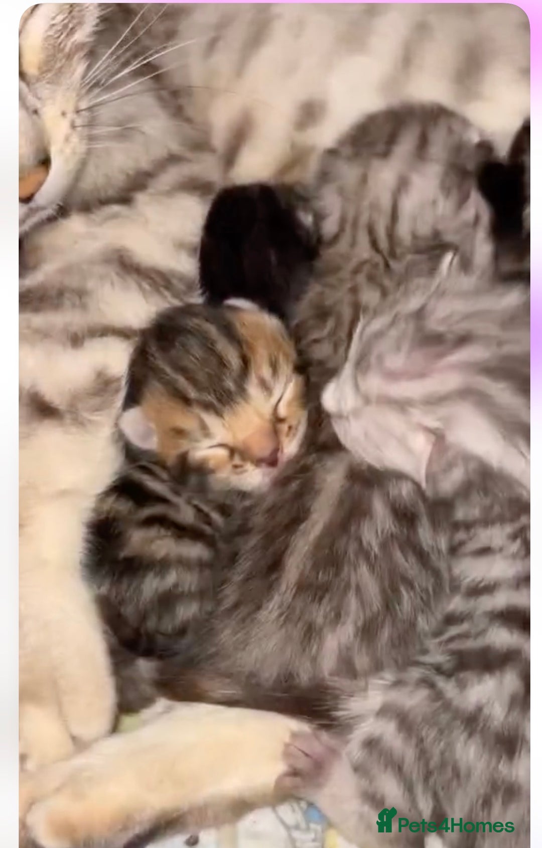 Bengal cats for sale: Bengal mixed kitten - Image 5