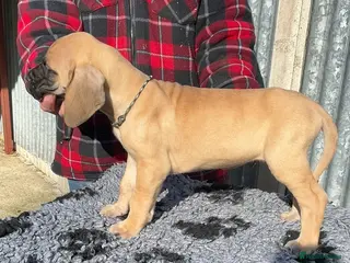 Great Dane dogs Primus Great Danes - Advert 1