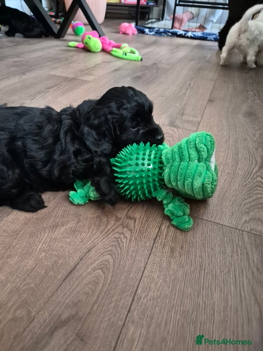 Mixed Breed dogs for sale: Last girl left. Ready to leave now 🥰 - Advert 7