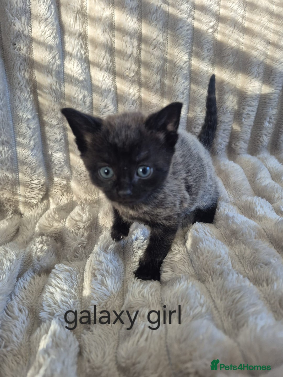 Mixed Breed cats for sale: Unusual litter for sale. 3 LEFT - Advert 15