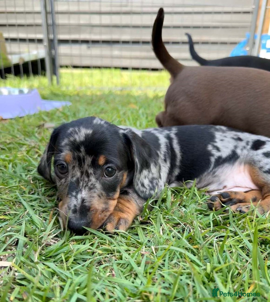 Miniature Dachshund dogs for sale: **We have adorable miniature dachshund puppies** - Image 4