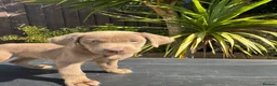 Labrador Retriever dogs for sale: ghost’s beautiful dozen - Advert 25