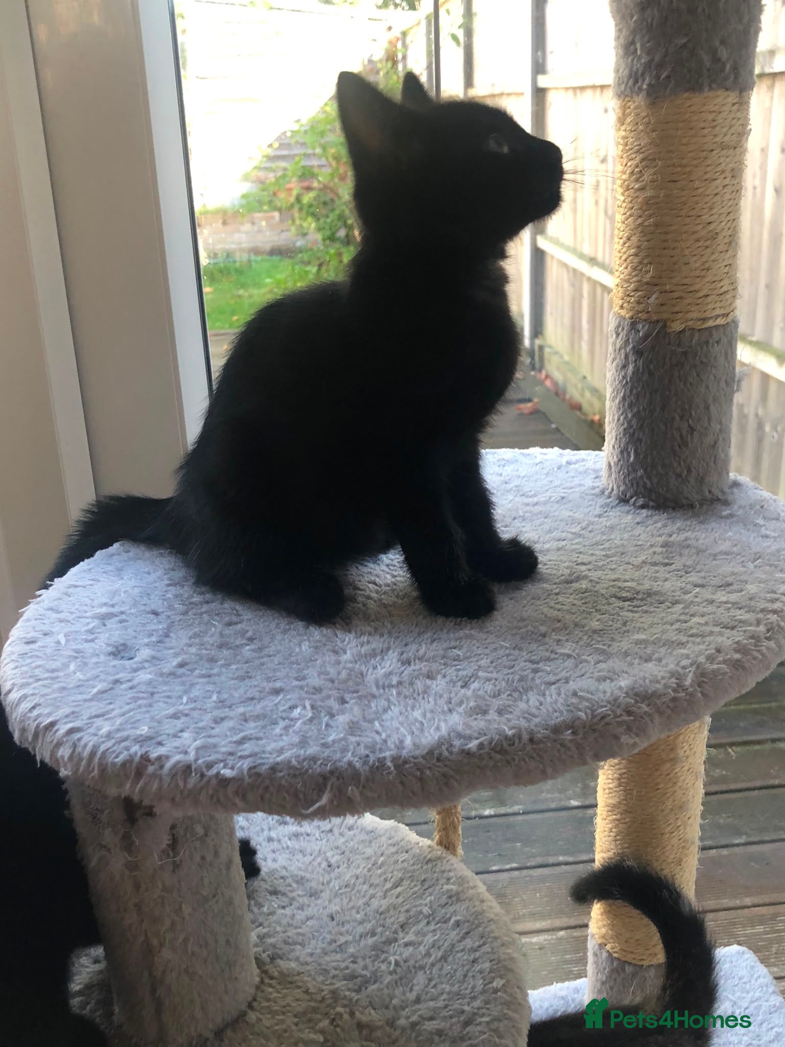 Mixed Breed cats Adorable and playful mixed-breed kittens for sale - Advert 2