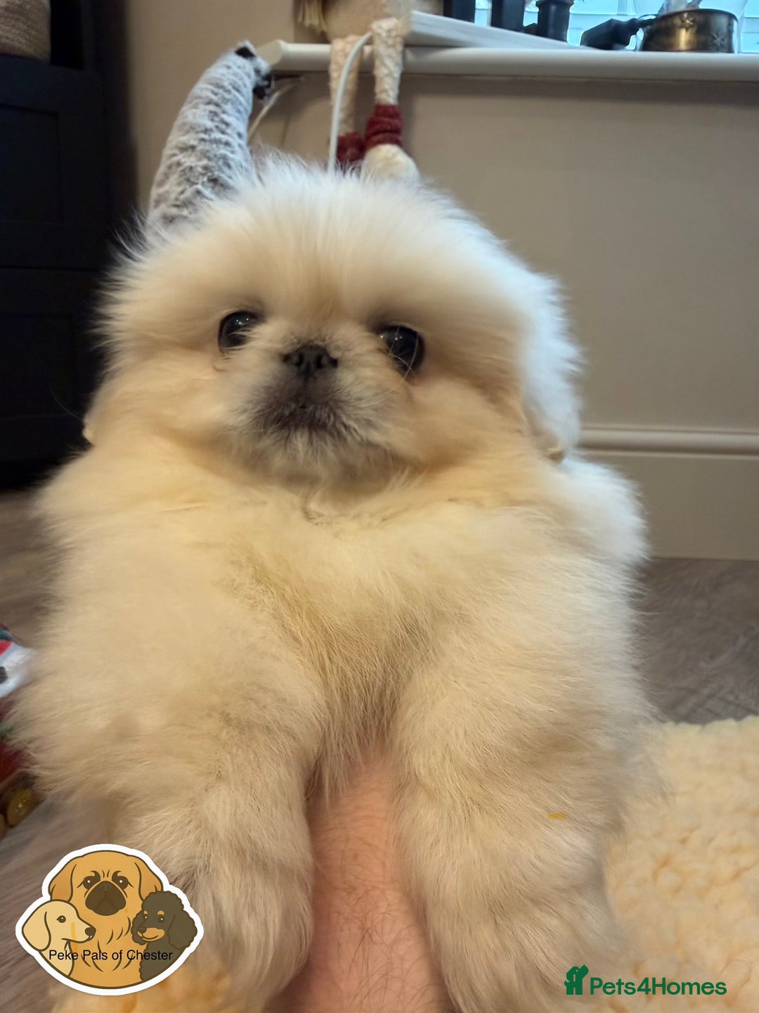 Pekingese dogs for sale: 👑True KC Peke Pups👑 - Advert 3
