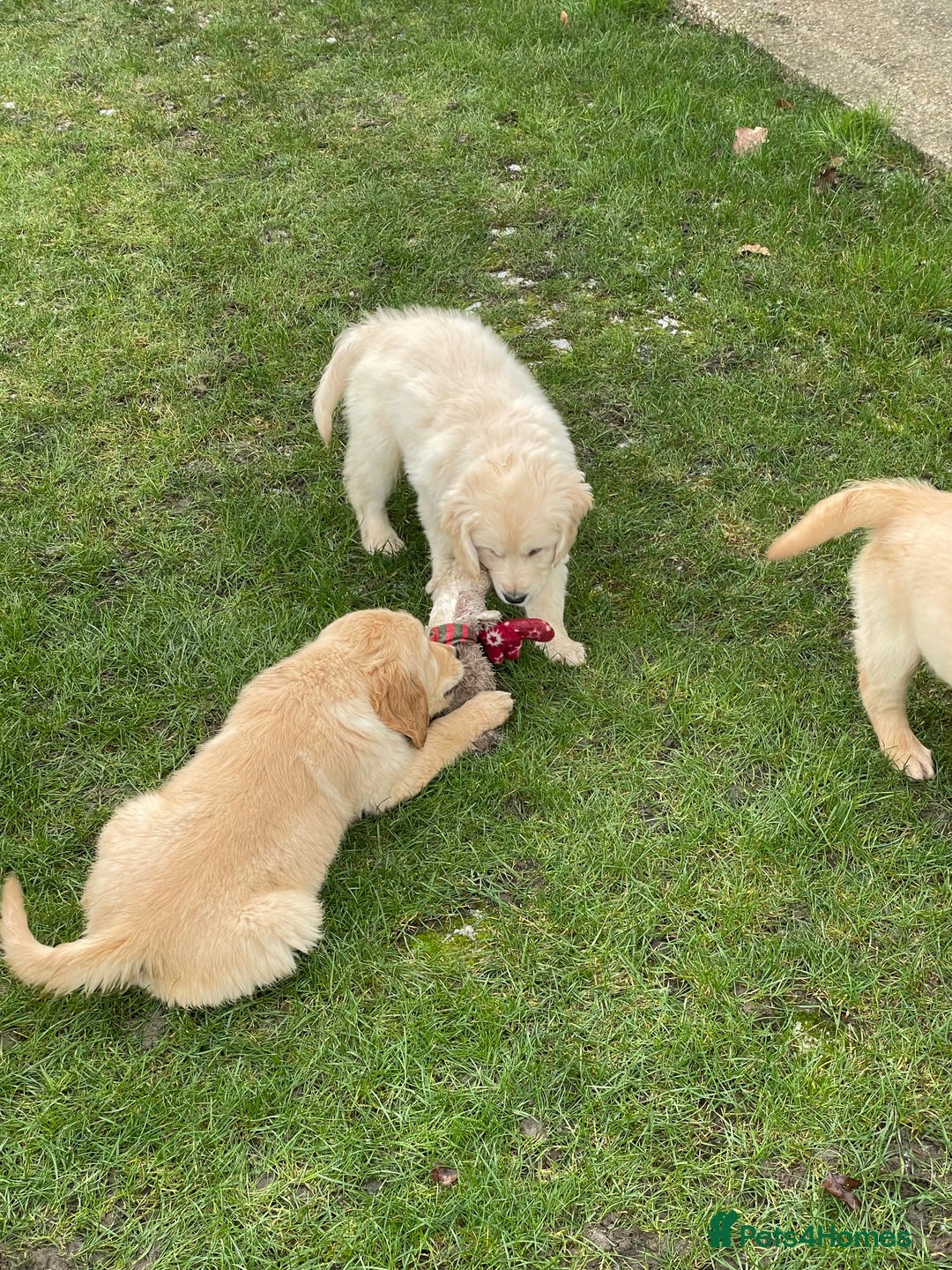 Golden Retriever dogs for sale: Stunning golden retriever puppies  - Advert 5