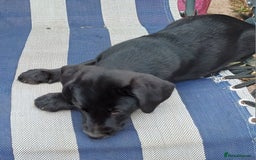 Jack Russell dogs for sale: Adorable Markiejack puppies - Image 7