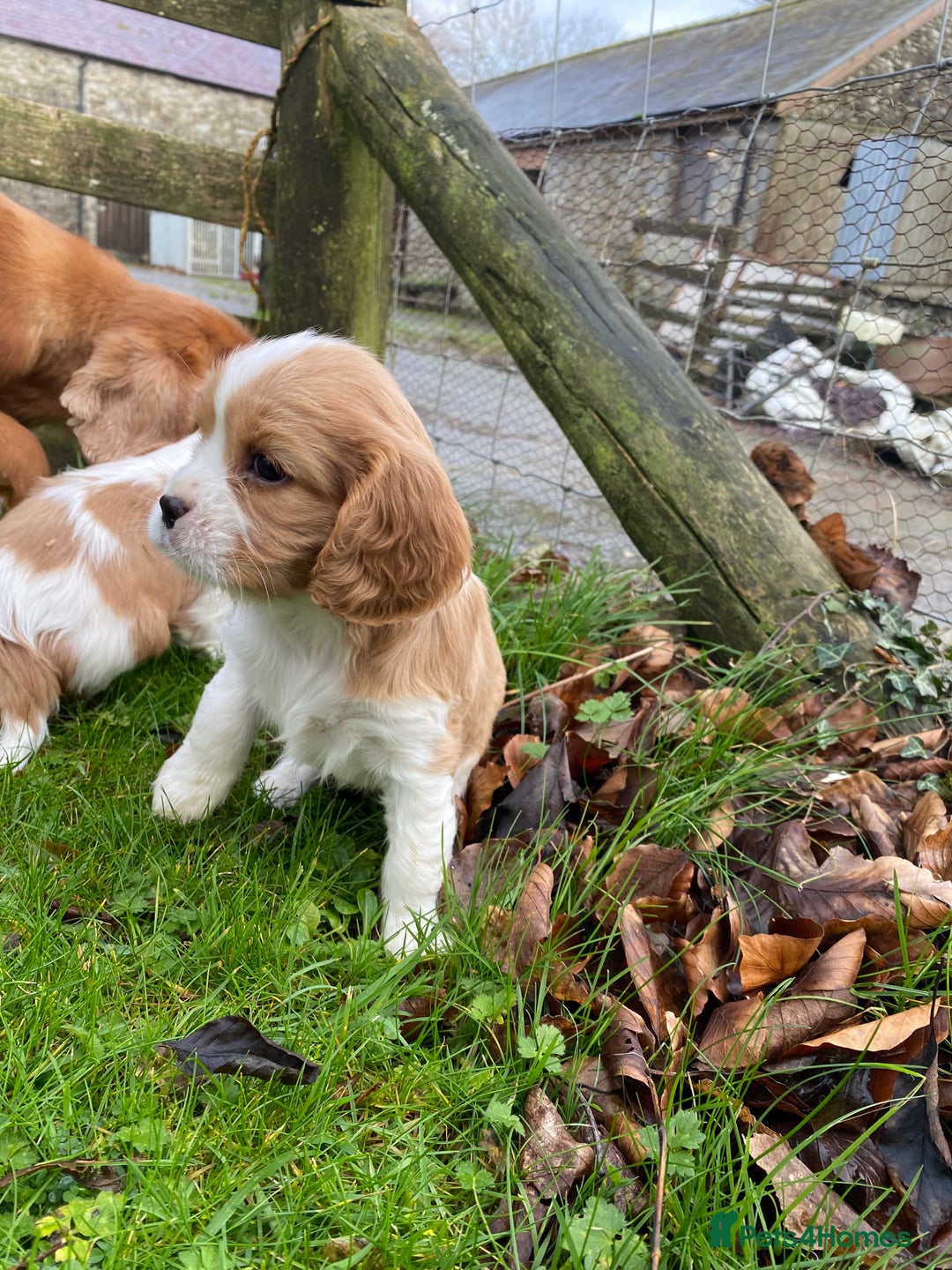 Cavalier King Charles Spaniel dogs for sale: 🐶🐶 Beautiful Cavalier King Charles Spaniel pupps - Advert 11