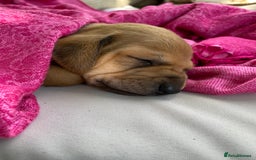 Mixed Breed dogs for sale: Italian Segugio/labrador Easter Love Affair - Image 16