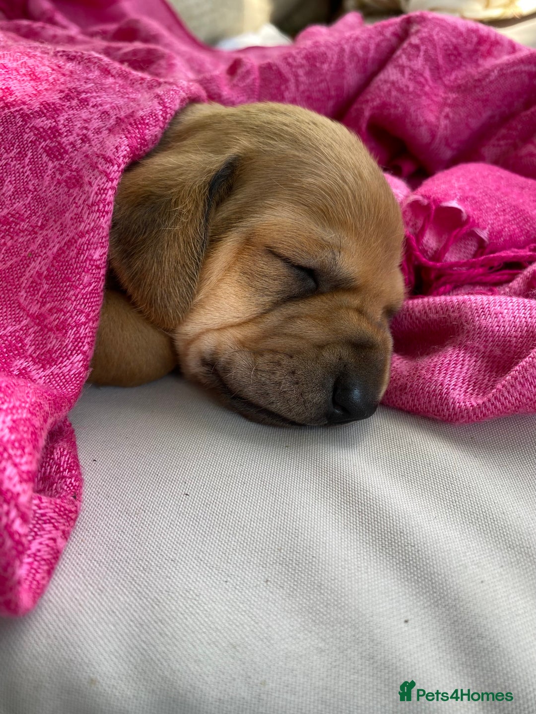 Mixed Breed dogs for sale: Italian Segugio/labrador Easter Love Affair - Image 16