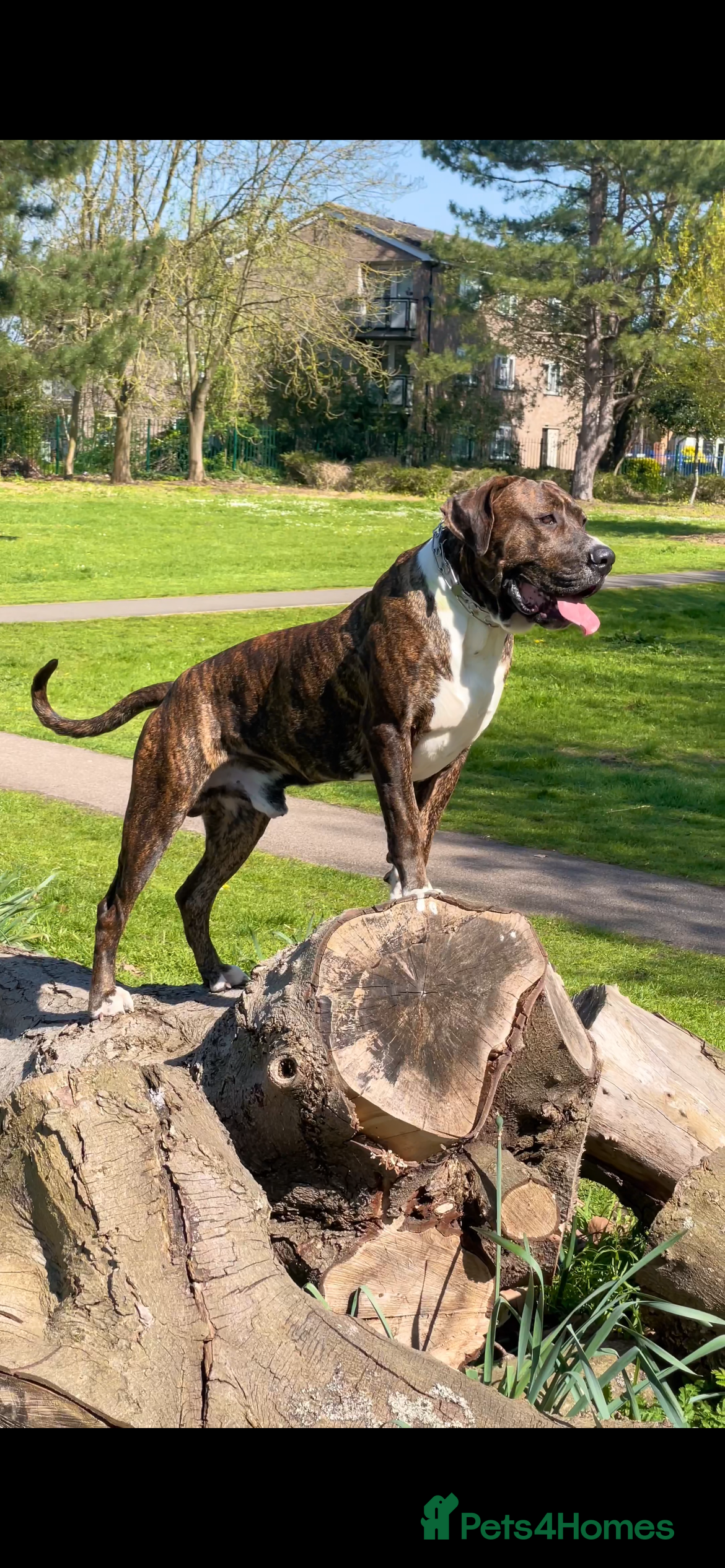 Mixed Breed dogs Presa x American Bulldog(STILL AVAILABLE) - Advert 5