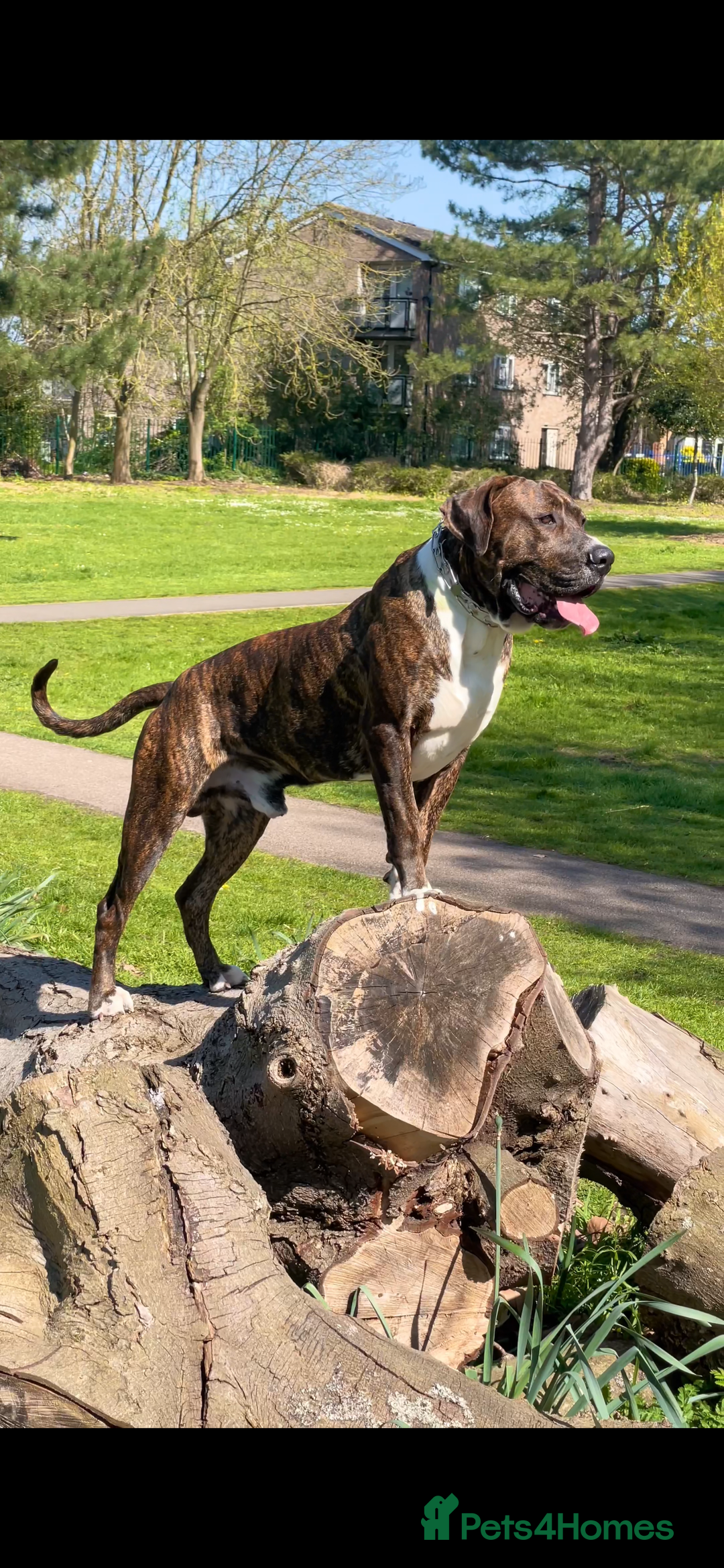 Mixed Breed dogs for sale: Presa x American Bulldog  - Advert 1