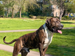 Mixed Breed dogs Presa x American Bulldog - Advert 2