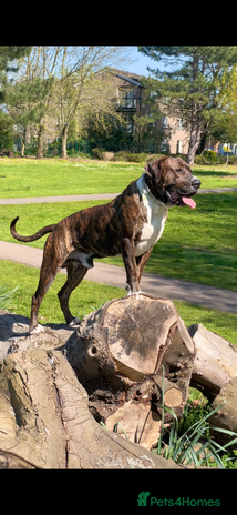 Mixed Breed dogs Presa x American Bulldog - Advert 1