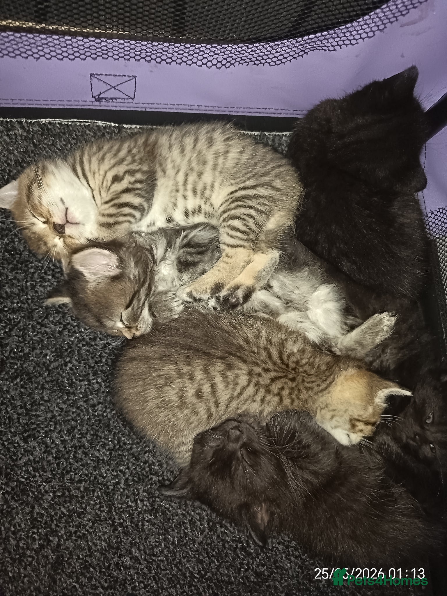 Mixed Breed cats 2 KITTENS available for GENUINE LOVING HOMES - Advert 2