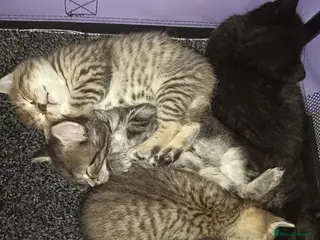 Mixed Breed cats 2 KITTENS available for GENUINE LOVING HOMES - Advert 1