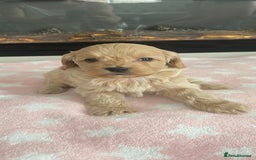 Cockapoo dogs for sale: F1 Cockapoos - Image 3