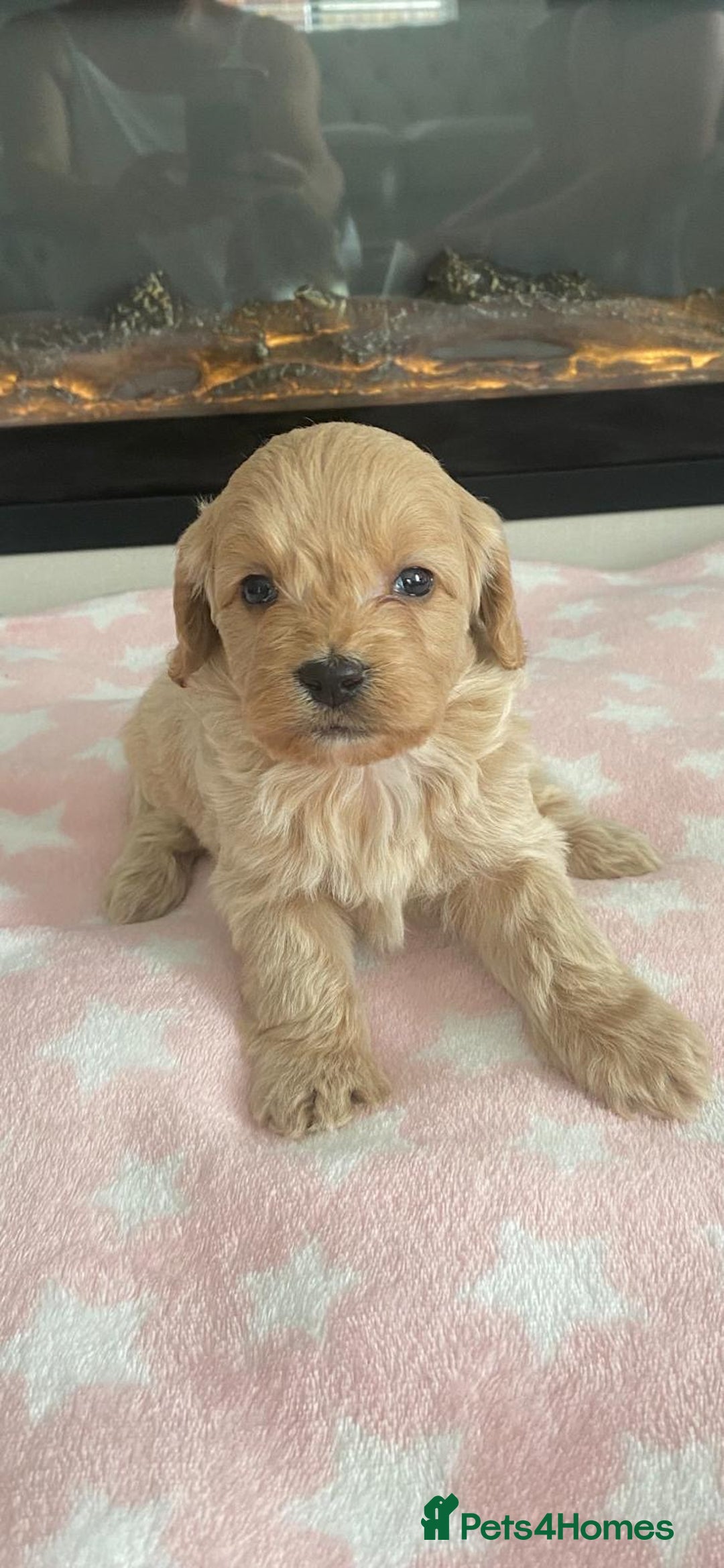 Cockapoo dogs for sale: F1 Cockapoos - Image 3