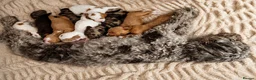 Cockapoo dogs for sale: Merles Blondes Apricots F2 Cockapoo Puppies  - Advert 21