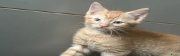 British Shorthair cats for sale: Ginger British shorthair male kittens.  3  - Advert 8