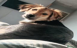 Mixed Breed dogs for adoption: HOPE – “Please, I need a new home …” 🙏🏼 - Image 2