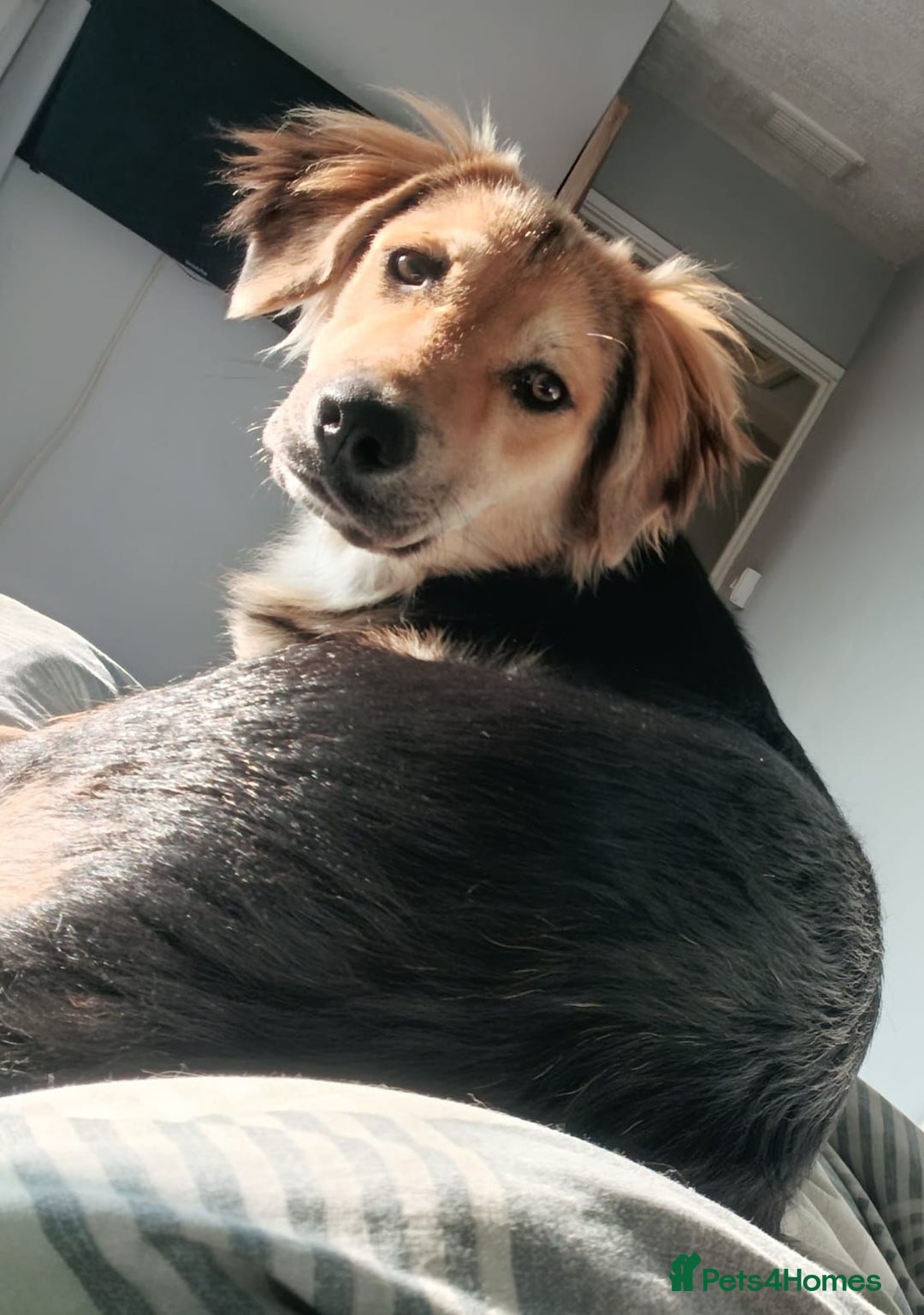 Mixed Breed dogs for adoption: HOPE – “Please, I need a new home …” 🙏🏼 - Image 2