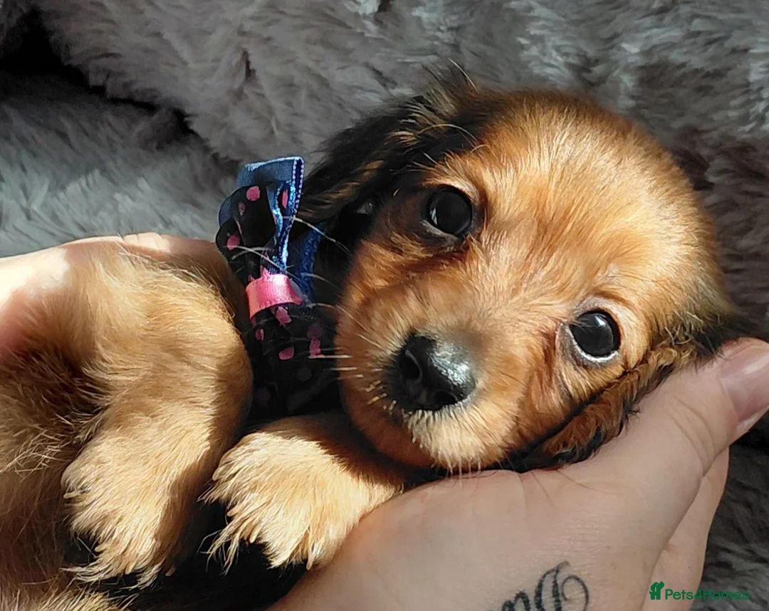Miniature Dachshund dogs for sale: Longhaired Miniature Dachshunds - Advert 40