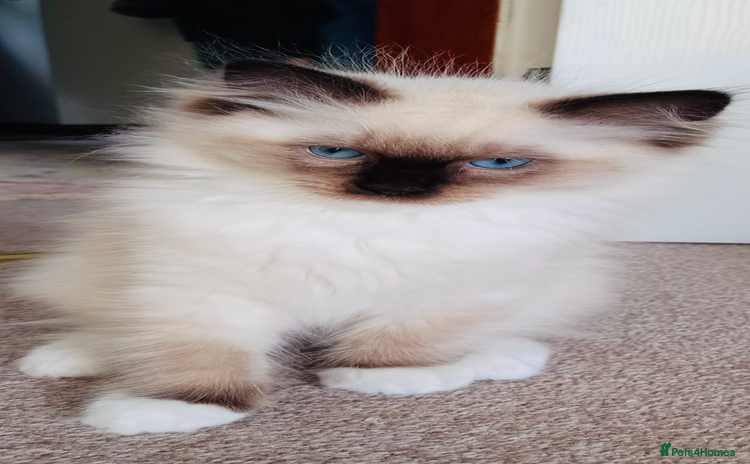 Ragdoll cats - Advert 15