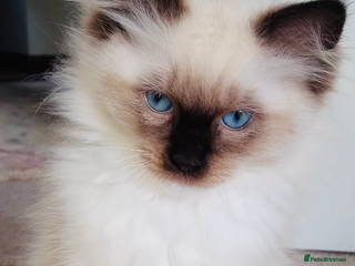 Ragdoll cats - Advert 9