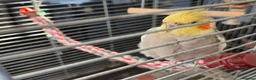 Cockatiels birds for sale: Bird lovely and can negotiate price need gone asap - Advert 3
