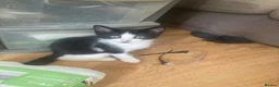 Domestic Shorthair cats for sale: 6 beautiful kittens is ready to go - Advert 8