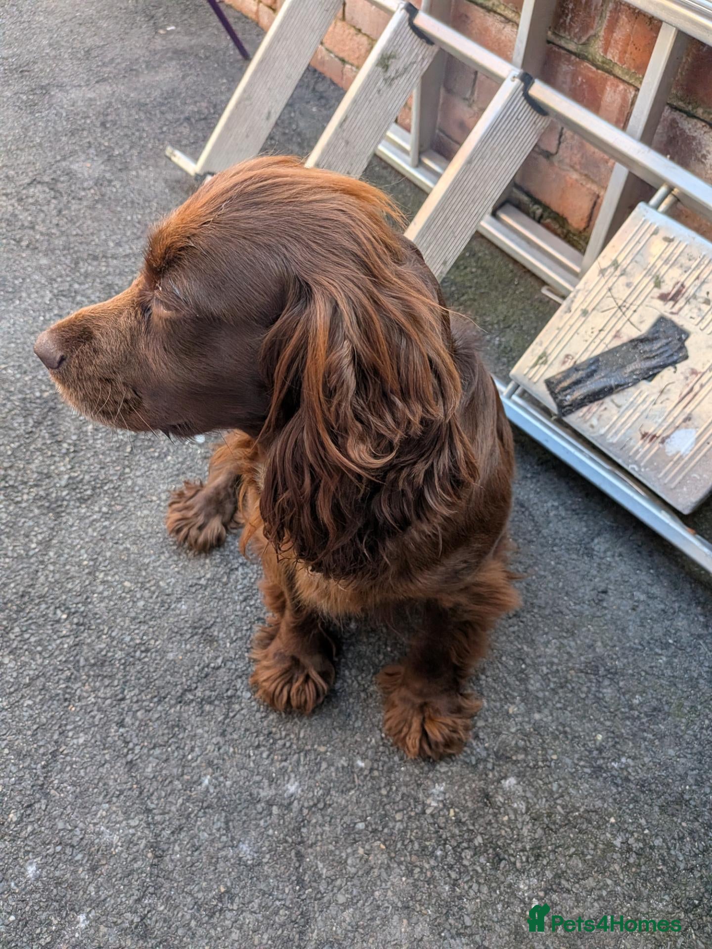 Cocker Spaniel dogs Cocker spaniel  - Advert 1