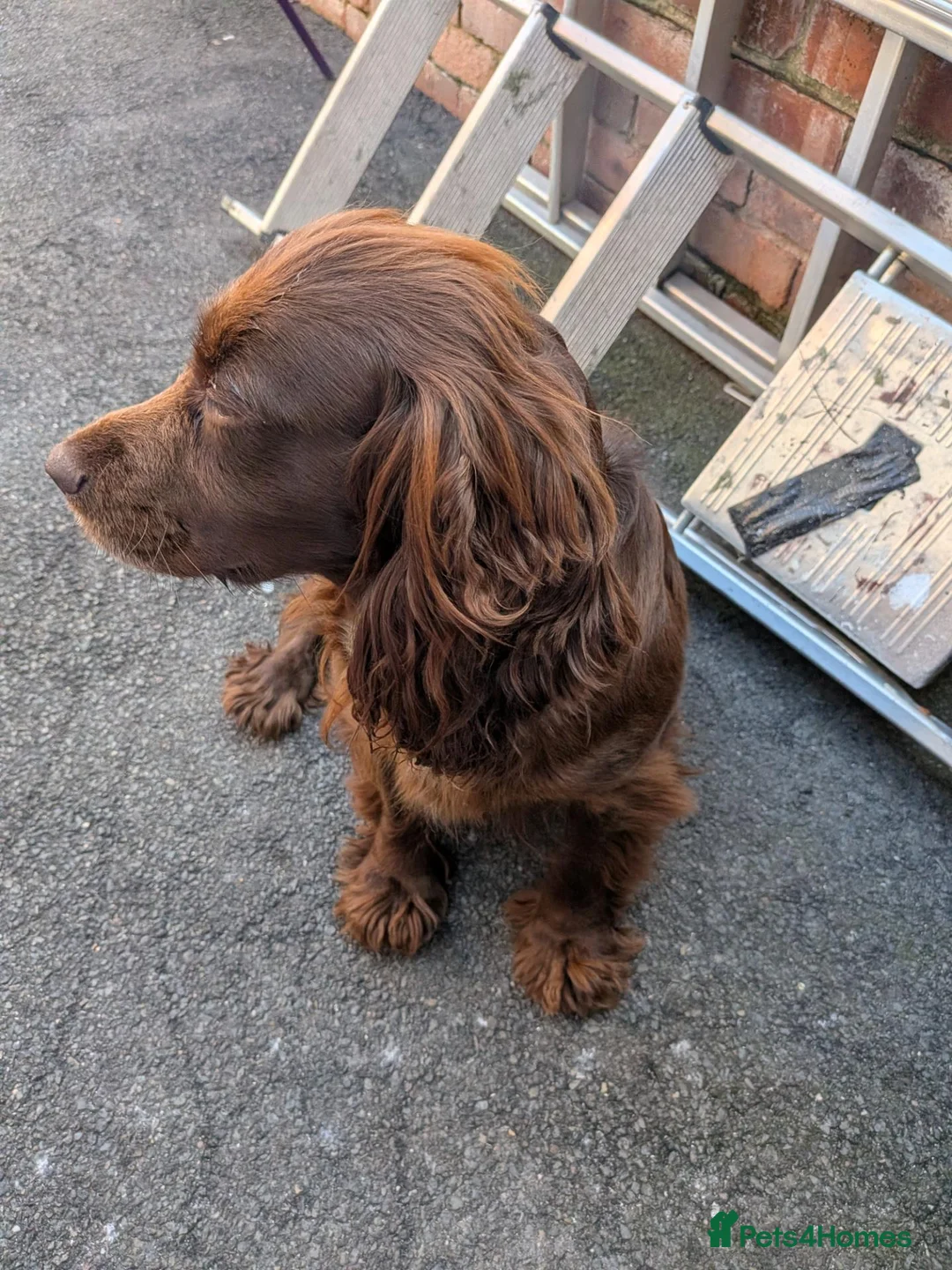 Cocker Spaniel dogs for sale: Cocker spaniel  - Advert 1