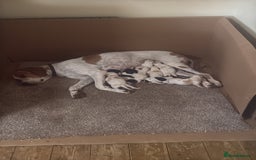 Pointer dogs for sale: Gorgeous English Pointers - Image 2
