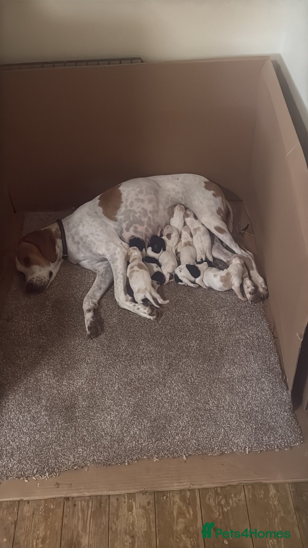 Pointer dogs for sale: Gorgeous English Pointers - Image 2