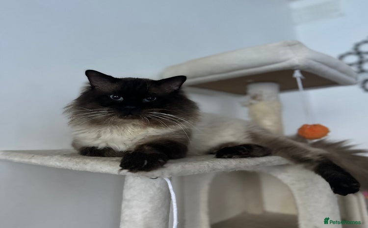 Ragdoll cats Male (Ragdoll Stud)🐱 in Wednesbury - Advert 6