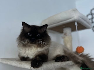 Ragdoll cats Male (Ragdoll Stud)🐱 in Wednesbury - Advert 7
