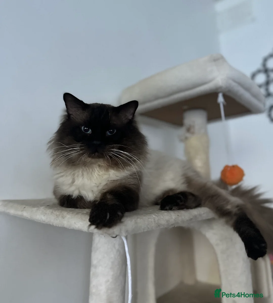 Ragdoll cats for stud: Male (Ragdoll Stud)🐱 in Wednesbury - Advert 1