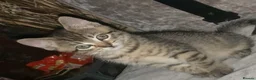 Domestic Shorthair cats for sale: Beautiful kittens  - Advert 13