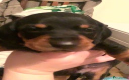 Dachshund dogs for sale: Beautiful Litter Standard Smooth Dachshunds - Advert 5