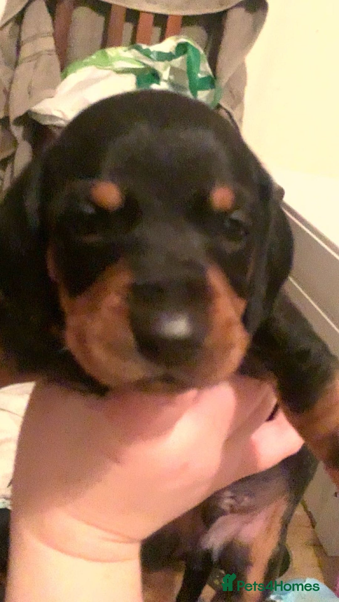 Dachshund dogs for sale: Beautiful Litter Standard Smooth Dachshunds - Advert 5