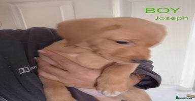 Labrador Retriever dogs - Advert 10