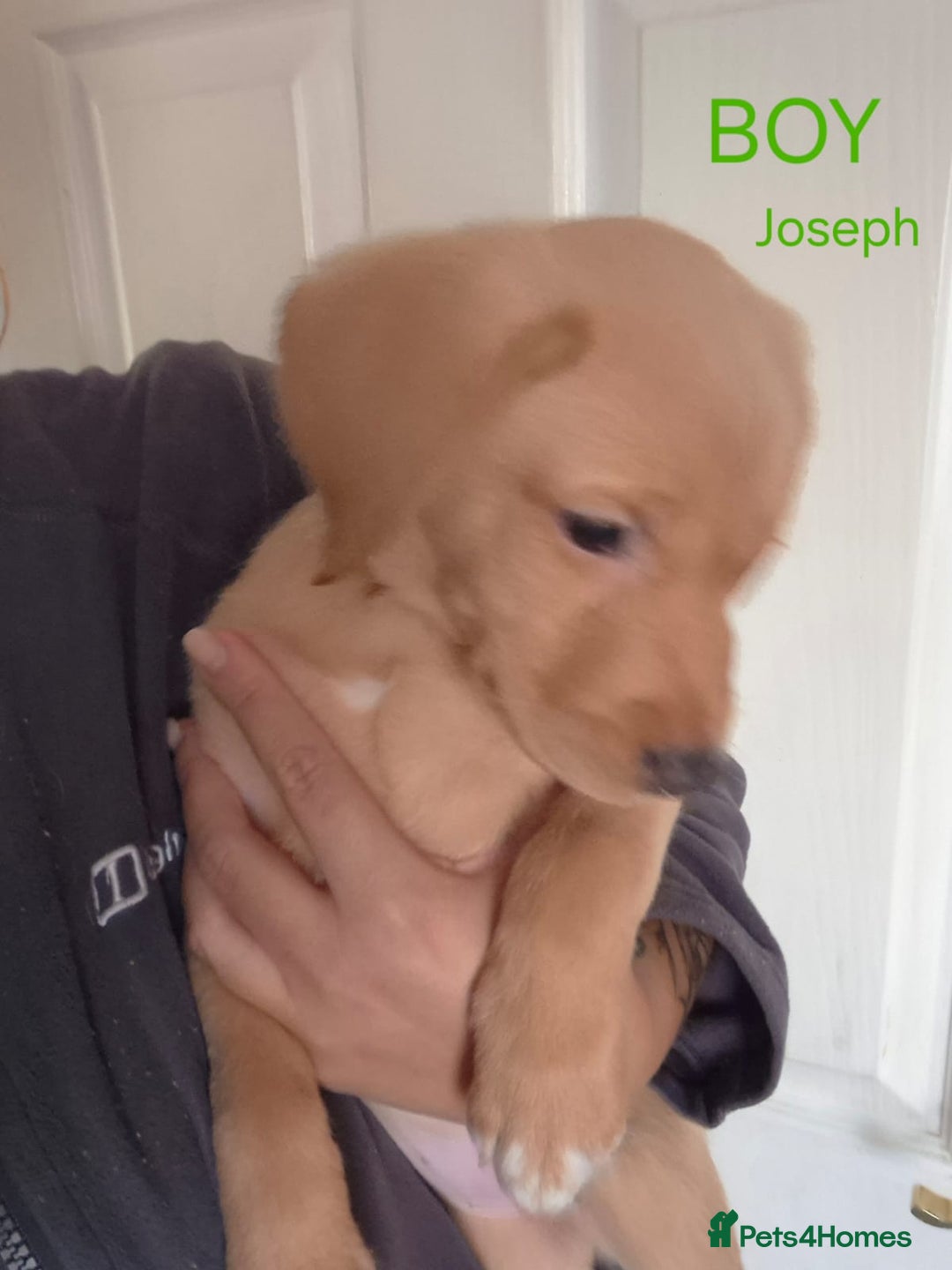 Labrador Retriever dogs for sale: Fox red lab pups - Image 2