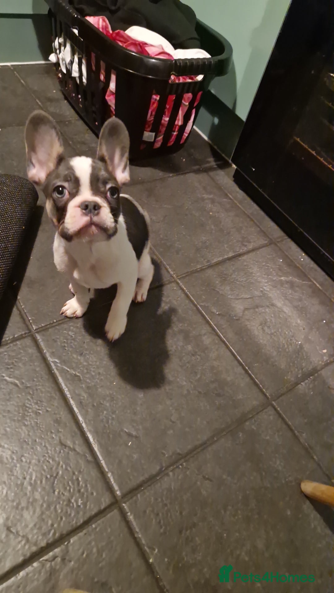 French Bulldog dogs for sale: 15 week old french bulldog - Advert 6