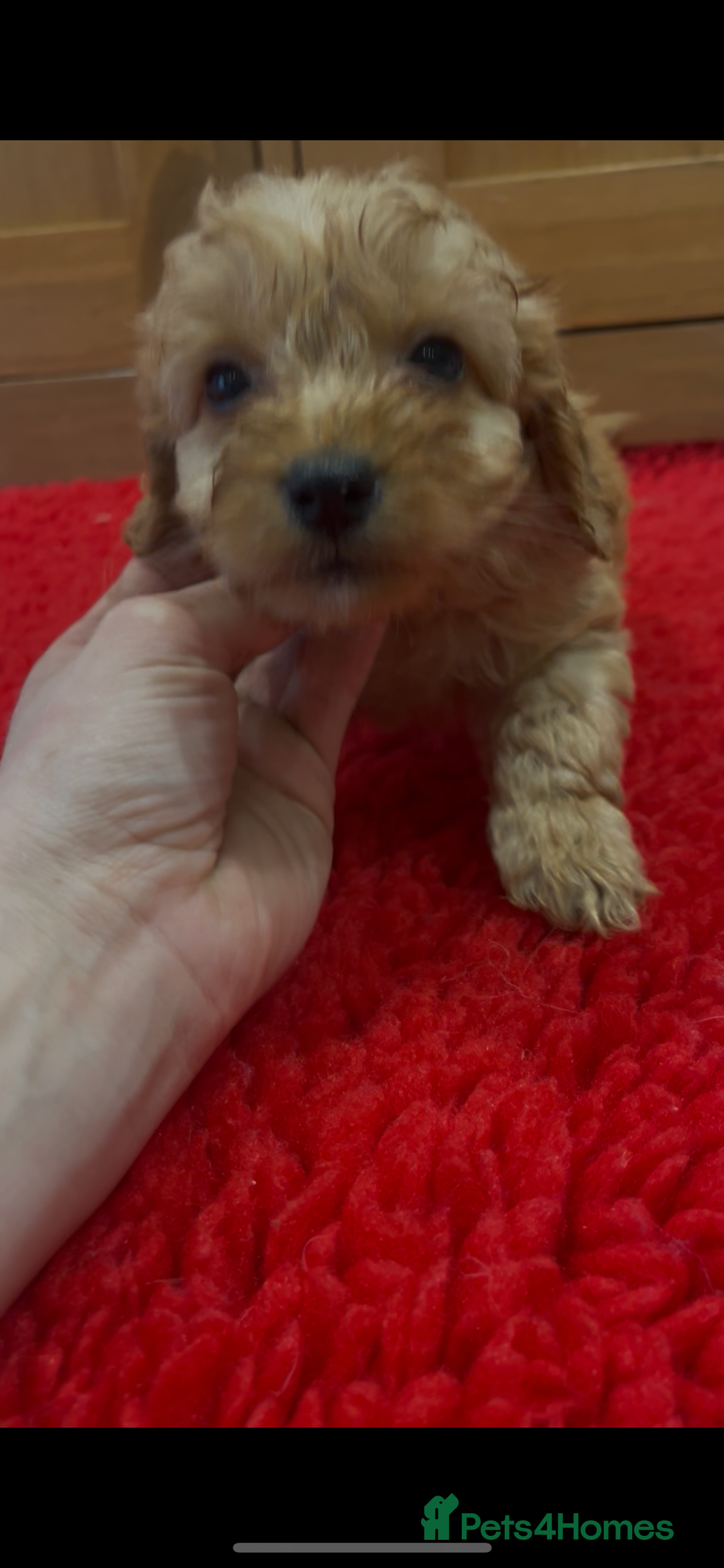 Cockapoo dogs for sale: Beautiful hereditary healthy male pups - Advert 9
